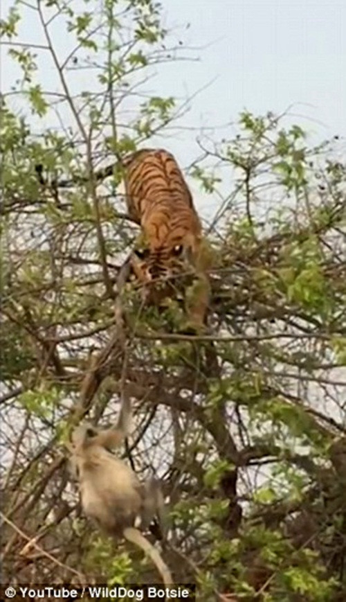 Ngay cả khi con khỉ nhanh nhẹn leo tót lên cây, con hổ vằn nguy hiểm vẫn không chùn bước. Với lợi thế thân hình dẻo dai cùng với di truyền họ nhà mèo, chuyện leo cây dường như không phải là vấn đề nan giải của con hổ. (Nguồn Dailymail)