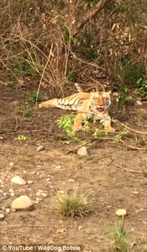 Nó nằm thở và nhìn chòng chọc về phía người quay phim với ánh mắt hằn học pha ngượng ngùng. (Nguồn Dailymail)