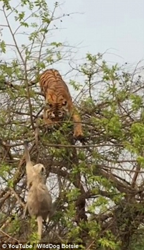 Câu chuyện hi hữu về màn săn mồi thất bại của hồ được ghi lại tại Ramnagar, Ấn Độ. Phát hiện một con khỉ đơn độc lang thang, con hổ quyết tâm truy sát. (Nguồn Dailymail)