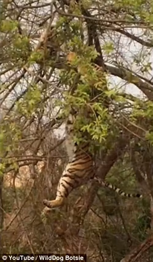 Cố gắng bấu víu để không bị rơi xuống nhưng bất kể con hổ có nỗ lực như thế nào, nó vẫn không cứu vãn được tình thế. (Nguồn Dailymail)