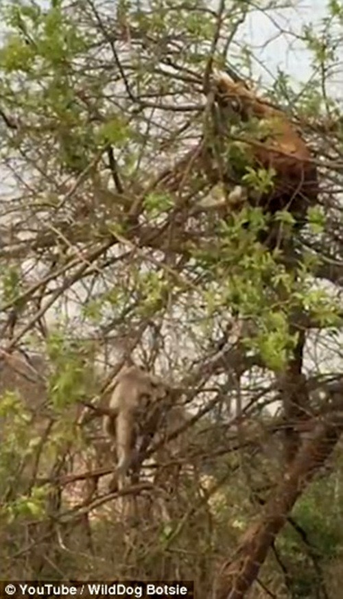 Lợi dụng điều đó, con khỉ thông mình tìm đường sống trong cửa tử, nó cố gắng trèo ra cành cây nhỏ, giòn và dễ gãy, chỉ chịu được sức nặng vừa phải và lừa cho hổ trèo ra. (Nguồn Dailymail)