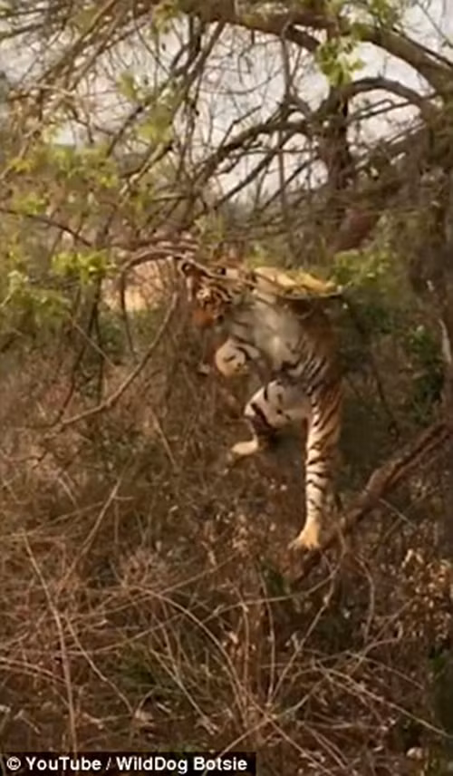 Con hổ ngã một cú đau xuống đất và thở phì phò vì vừa đau vừa thẹn. (Nguồn Dailymail)