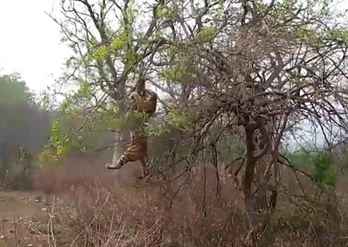 Khoảnh khắc con khỉ thông minh lừa được hổ tham ăn ngã từ trên cây xuống. (Nguồn Dailymail)
