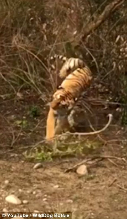 Sau khi chạm đất, hổ vằn không đứng dậy ngay được vì đau. (Nguồn Dailymail)