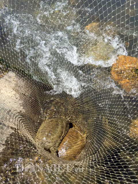 Tan muc ba ba suoi ngon bo nhung cuc hiem-Hinh-3