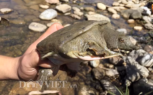 Tan muc ba ba suoi ngon bo nhung cuc hiem