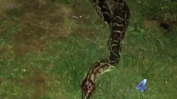 Con trăn Miến Điện bị bắn liên tiếp vào đầu và chết thảm trước khi kịp tấn công bất cứ người nào trong gia đình Lara. (Nguồn Dailymail)