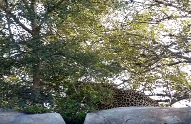 Cuối cùng, bằng cách bày tỏ mong muốn trực tiếp, báo đốm cái cũng dụ dỗ được báo đốm đực lười "yêu" phát sinh quan hệ với mình. Cặp báo đốm "mây mưa" mạnh bạo sau tảng đá. (Nguồn Africa Geographic)