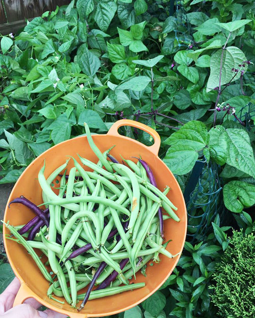 Hết 5 tháng mùa hè, chị lại thu hoạch toàn bộ rau quả trước khi "đất trời nghỉ ngơi" trong mùa đông đầy tuyết