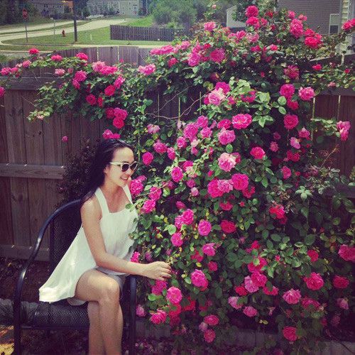 Thích hợp với khí hậu, hoa hồng tại vườn của chị lớn khá nhanh và nở bông rất nhiều.