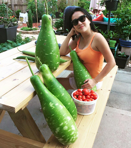 Được chăm sóc cẩn thận, các loại rau quả trong vườn đều tốt um, sai trĩu.