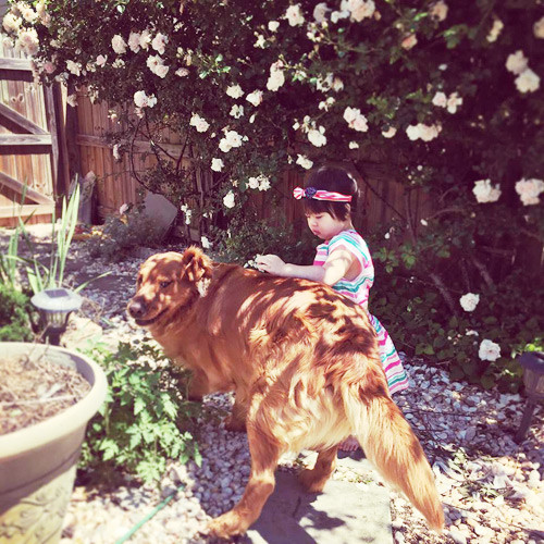 Giàn hồng xanh tốt che rợp một góc vườn.