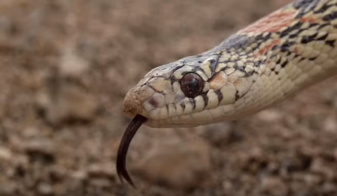 Con rắn tuy cực kỳ bất mãn vì đối thủ khó chơi xong vốn là động vật máu lạnh tàn nhẫn, nó vẫn ngoan cố tấn công sóc mẹ, hi vọng sóc mẹ vì mệt mỏi sẽ để lộ sơ hở và tạo điều kiện cho nó.