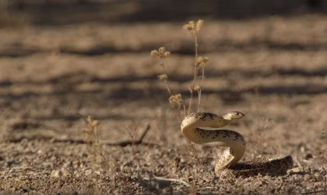 Cuối cùng nhờ có thần kinh thép và kỹ năng chiến đấu, kỹ năng nhào lộn tuyệt vời mà sóc mẹ đã bảo vệ được đàn con, khiến cho con rắn mệt mỏi, chán nản phải ôm bụng đói mà bỏ đi.