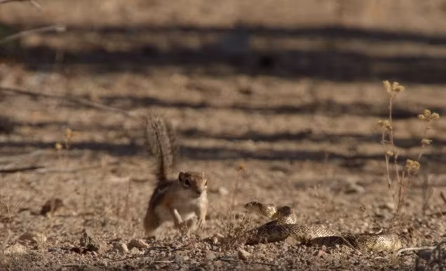 Con rắn điên cuồng tung ra những cú đớp nhanh như điện giật về phía sóc mẹ. Điều kỳ diệu là dù con rắn nhanh đến đâu, sóc mẹ cũng đều nhanh hơn rắn một tích tắc, nó luôn tránh được mọi đòn tấn công của rắn độc.