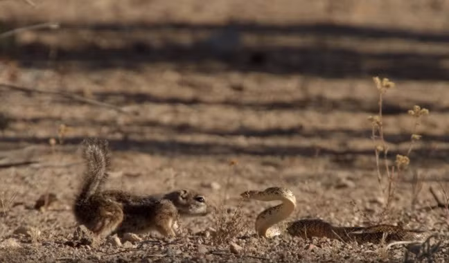 Ghét cay ghét đắng sự mạnh mẽ, quật cường của sóc mẹ, con rắn độc lao tới như một tia chớp định đánh nhanh thắng nhanh, mổ chết sóc mẹ.