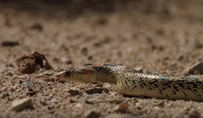 Lúc đó, con rắn độc âm hiểm cũng đã tới sát lãnh thổ của mẹ con nhà sóc.