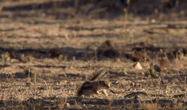 Không quản ngại nguy hiểm, sóc mẹ lao ra đón đầu, nghênh chiến với con rắn độc.