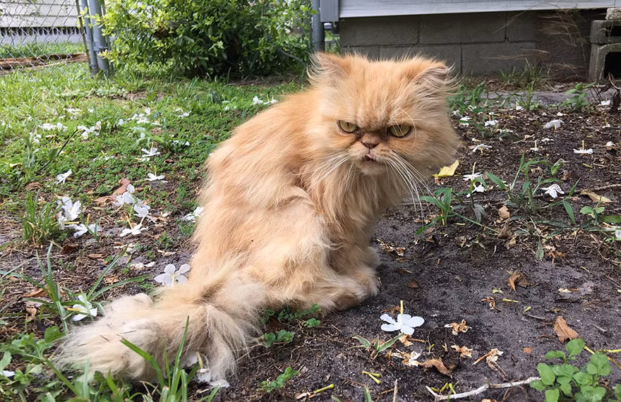 Khuôn mặt cáu gắt của Garfield chính là điểm đặc biệt thu hút của chú mèo này. (Nguồn Bored Panda)