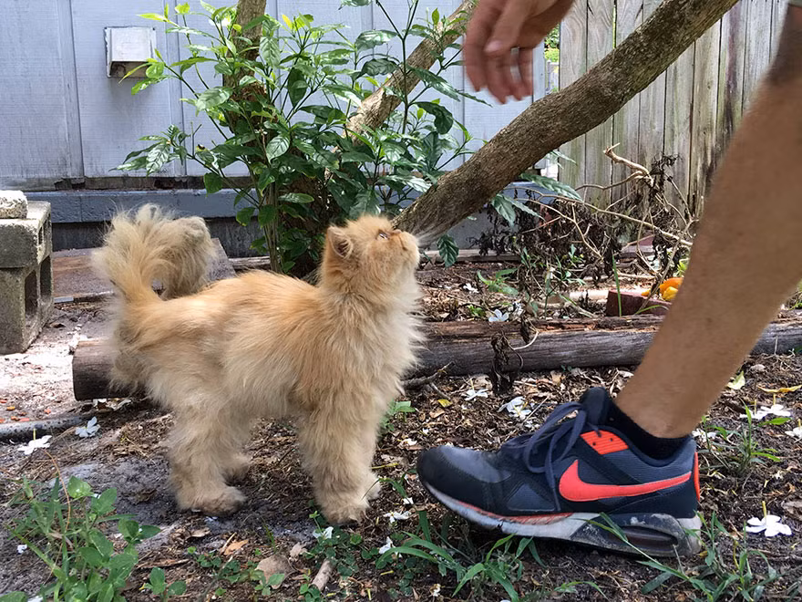 Thấy chú mèo đáng thương, Paul quyết định nhận nuôi bởi ở Florida, cá sấu, diều hâu, đại bàng, cú lớn, rắn có thể giết chết những con mèo hoang bất cứ lúc nào. Hơn nữa, chú mèo nhỏ này thực sự cần một ngôi nhà, một tổ ấm. (Nguồn Bored Panda)