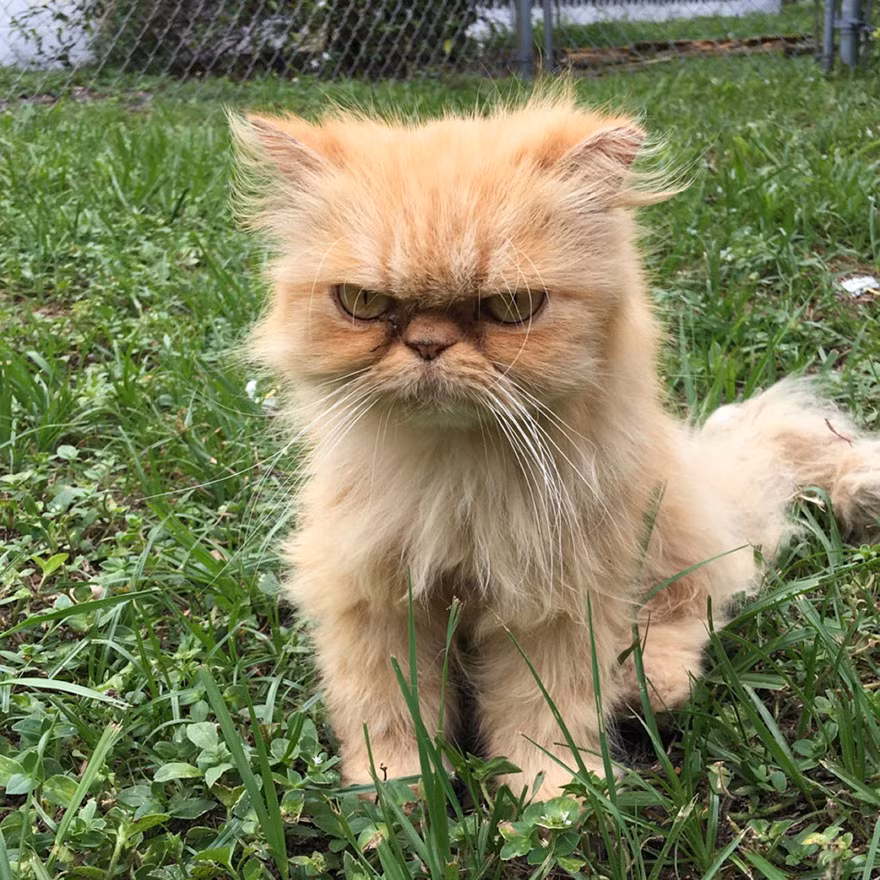 Paul Tateosian, một người ở Sarasota, Florida ngạc nhiên khi phát hiện một chú mèo vô gia cư lang thang trong một ngôi nhà bỏ hoang. Khi đó Paul đang cùng với đồng nghiệp của mình tham quan khu đất này, con mèo cố gắng tiếp cận Paul và đồng nghiệp để gây sự chú ý. (Nguồn Bored Panda)