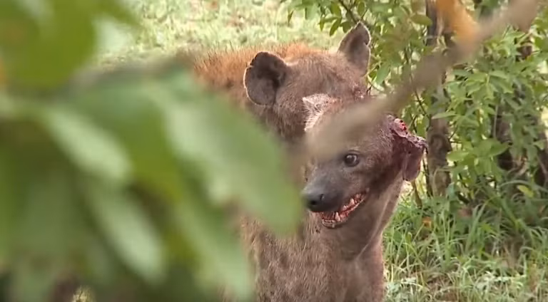 Ngay cả khi linh cẩu lạ đứt tai, cụt chân, máu me đầy đầu, đàn linh cẩu vẫn không buông tha, cắn vào gáy con linh cẩu để không cho nó thoát. (Nguồn Komedi Terkini)