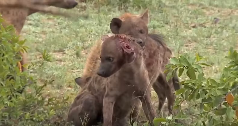 Linh cẩu là loài động vật rất hung dữ. Phát hiện ra một con linh cẩu không thuộc đàn của mình, những con linh cẩu khác ngay lập tức quây giết con linh cẩu tội nghiệp. (Nguồn Komedi Terkini)