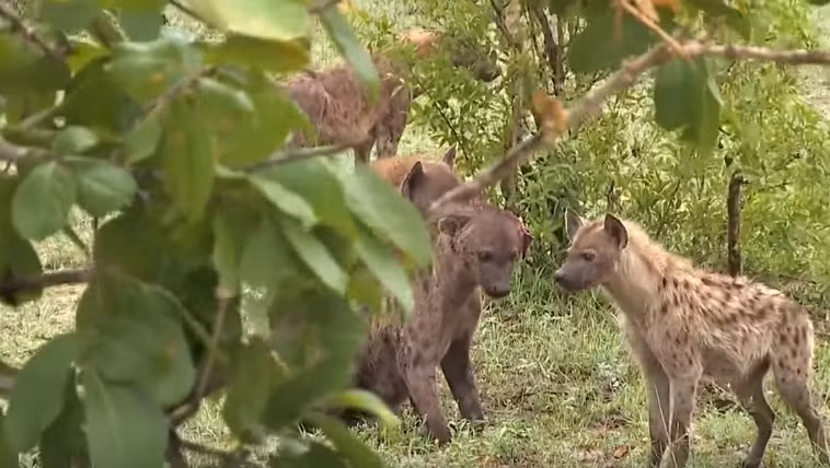 Đàn linh cẩu quây xung quanh con linh cẩu lạ mặt và đánh hội đồng. (Nguồn Komedi Terkini)