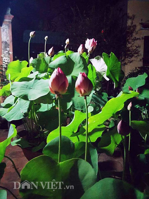 Sen ưa nắng, vì vậy phải để chậu sen ở nơi nhiều nắng nhất. Và theo anh Điệp, quan trọng nhất là phải có giống sen tốt: "Tốt nhất là xin được giống bằng chồi sen, đó là 1 đoạn thân ngầm và có 1 vài chiếc lá. Trồng sen chậu vất vả nhất là khâu lấy bùn. Bùn trồng sen tốt nhất là được lấy ở mặt ruộng lúa, vì sẽ có độ dẻo vừa phải và không bị lẫn tạp chất", anh Điệp chia sẻ bí quyết.