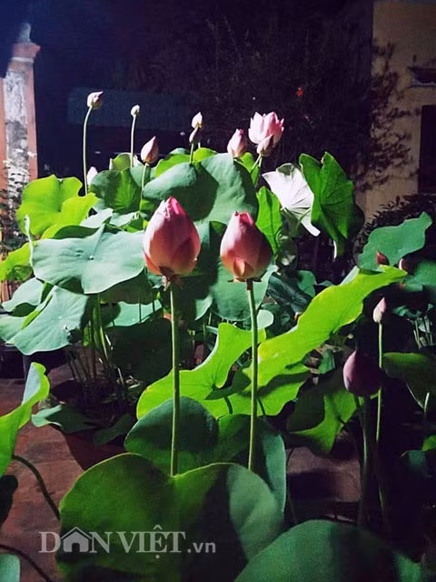 Sen ưa nắng, vì vậy phải để chậu sen ở nơi nhiều nắng nhất. Và theo anh Điệp, quan trọng nhất là phải có giống sen tốt: "Tốt nhất là xin được giống bằng chồi sen, đó là 1 đoạn thân ngầm và có 1 vài chiếc lá. Trồng sen chậu vất vả nhất là khâu lấy bùn. Bùn trồng sen tốt nhất là được lấy ở mặt ruộng lúa, vì sẽ có độ dẻo vừa phải và không bị lẫn tạp chất", anh Điệp chia sẻ bí quyết.