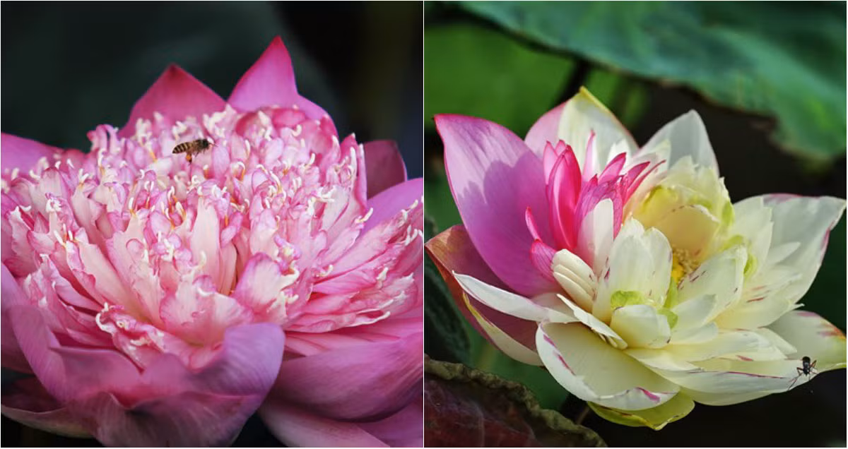 Để quy tụ được các loài sen quý cùng sinh trưởng trong đầm, anh Hạnh đã mất không ít công sức để cải tạo. Mỗi loài sen có đặc thù sinh trưởng khác nhau về mực nước, lượng bùn. Những loại sen quý hiếm ở đầm sen rộng 5000m2 này gồm: sen trắng viền hồng, sen trắng cánh kép và kép viền tím, sen quan âm hồng, trắng.