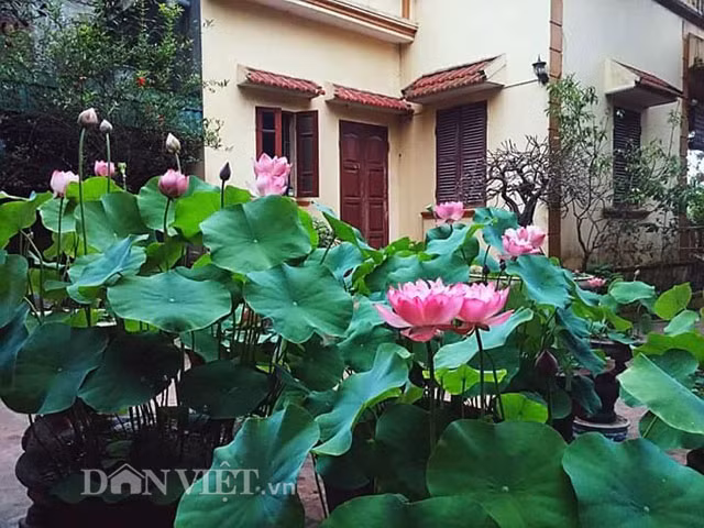 Sở hữu sân sen cung đình tuyệt đẹp đang "làm mưa làm gió" trong cộng đồng những người yêu hoa và cây cảnh là anh Tạ Hồng Điệp (thôn Gia Phúc, xã Nguyễn Trãi, Thường Tín, Hà Nội).