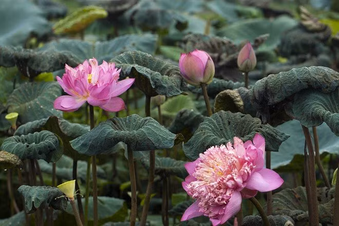 Biết ở đâu có giống sen quý hiếm, chủ đầm sen đặc biệt này đều lặn lội tới xin giống và tìm hiểu cách ươm trồng, như Hưng Yên, Bắc Ninh hay nhờ bạn bè mua giống sen cung đình Huế, sen hồng cánh đơn từ Nam Bộ. Nhờ tìm hiểu về điều kiện sinh trưởng của từng loài và sự chăm sóc kỹ lưỡng, những bông sen trong khu đầm này thường bụ, cánh dày và thắm màu hơn cả giống mang về.