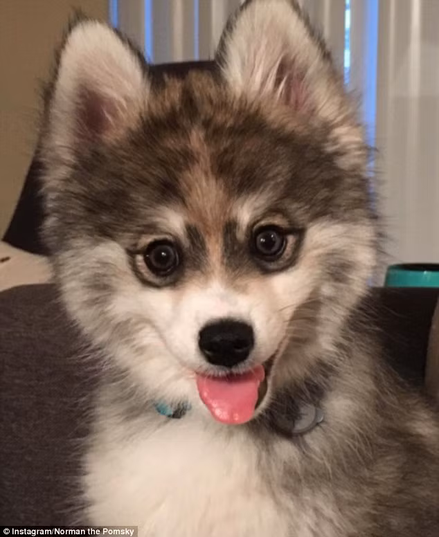 Norman có đặc điểm riêng, đôi mắt của chú có thêm một viền đen duyên dáng. Viền đen này khiến mắt của Norman to hơn, lung linh hơn, đáng yêu hơn, đồng thời nó cũng giống như những vòng tròn thôi miên. Khi nhìn vào mắt của Norman, người ta thường bị "say" bởi vẻ đẹp ngộ nghĩnh của chú. (Nguồn Bored Panda)