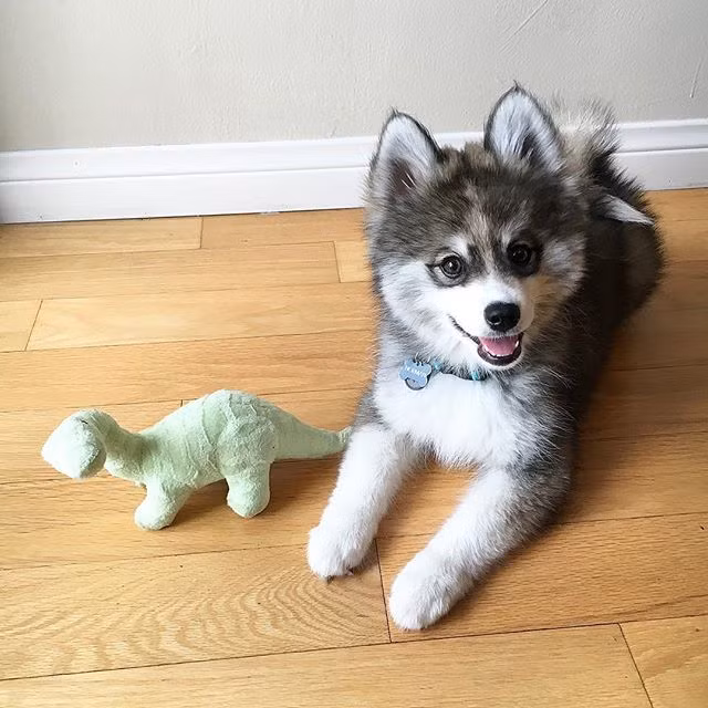 Chỉ trong vòng 6 tuần, Norman đã có tới hơn 11.000 người theo dõi, mỗi bức ảnh nhận được hàng ngàn lượt yêu thích và chia sẻ. (Nguồn Bored Panda)