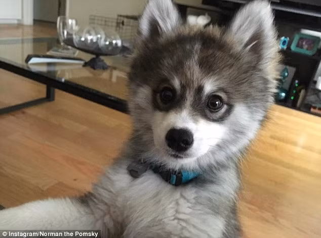 Hiện, Norman đang sống cực kỳ hạnh phúc, vui vẻ cùng với hai chủ nhân đáng yêu, trẻ tuổi của mình. (Nguồn Bored Panda)