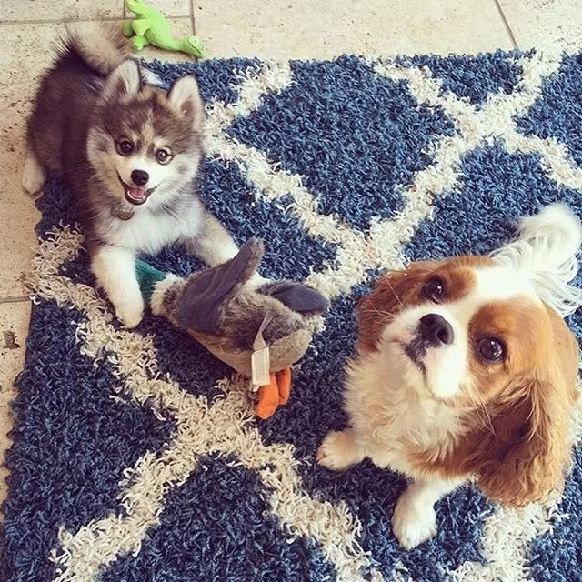 Ngôi sao động vật mới Norman và bạn mới quen của mình. (Nguồn Bored Panda)