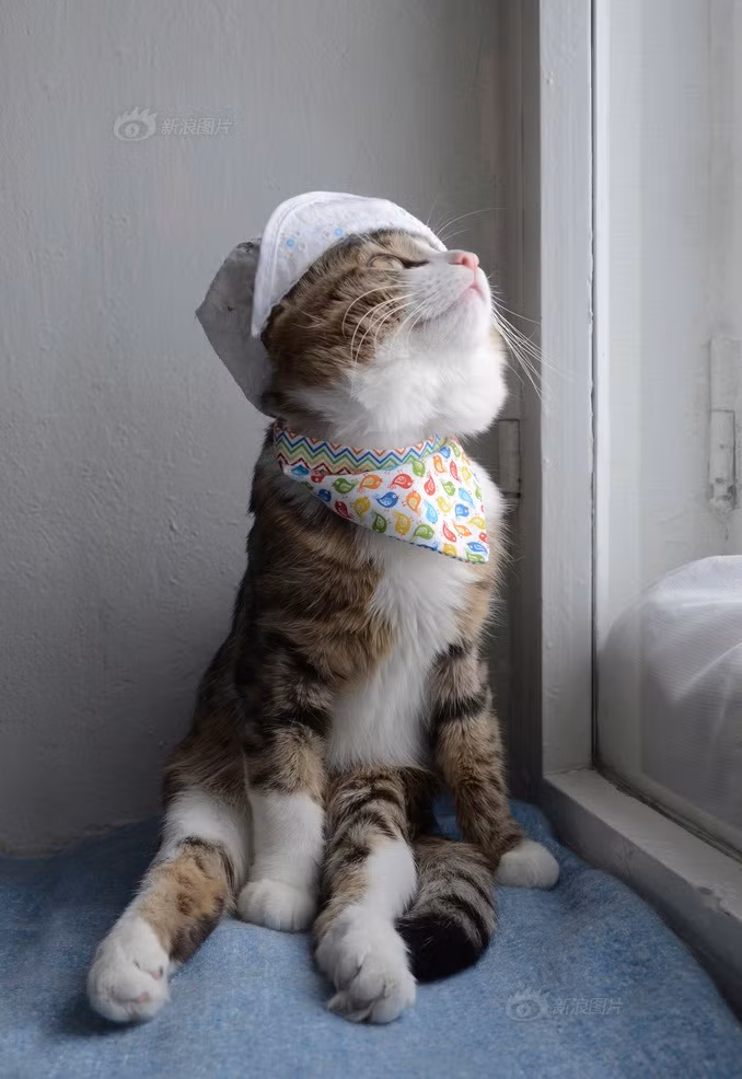 Chú thường ngồi sát bên cạnh cửa và ngước nhìn bầu trời, cố gắng sống vui vẻ, lạc quan để chủ nhân không phải lo lắng cho mình. (Nguồn Sina)