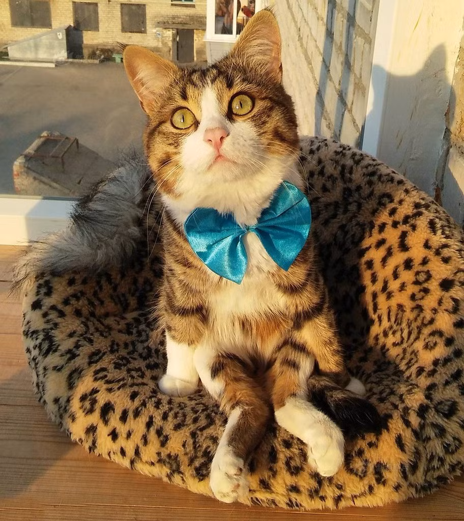 Mặc dù bị liệt nhưng Rexie vẫn được tắm nắng, làm những việc mà mèo vẫn thường làm. (Nguồn Sina)