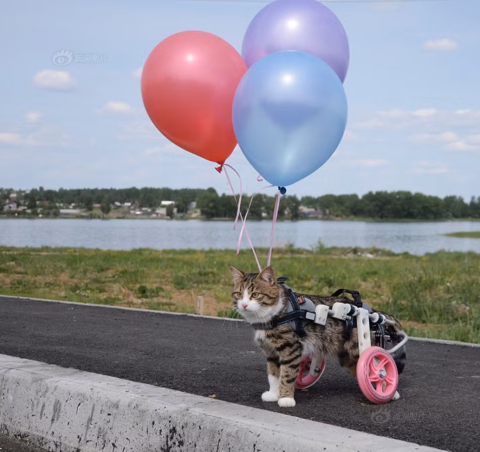 Nhờ chiếc bánh xe vững chãi này mà Rexie đã tự do đi lại, chạy theo những con mèo khác thoải mái. (Nguồn Sina)