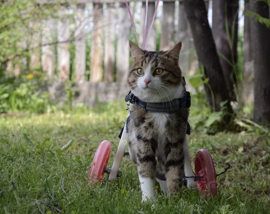 Tuy tàn nhưng không phế, Rexie vẫn tận hưởng từng niềm vui nhỏ nhặt, từng hạnh phúc be bé để vui sống mỗi ngày. (Nguồn Sina)