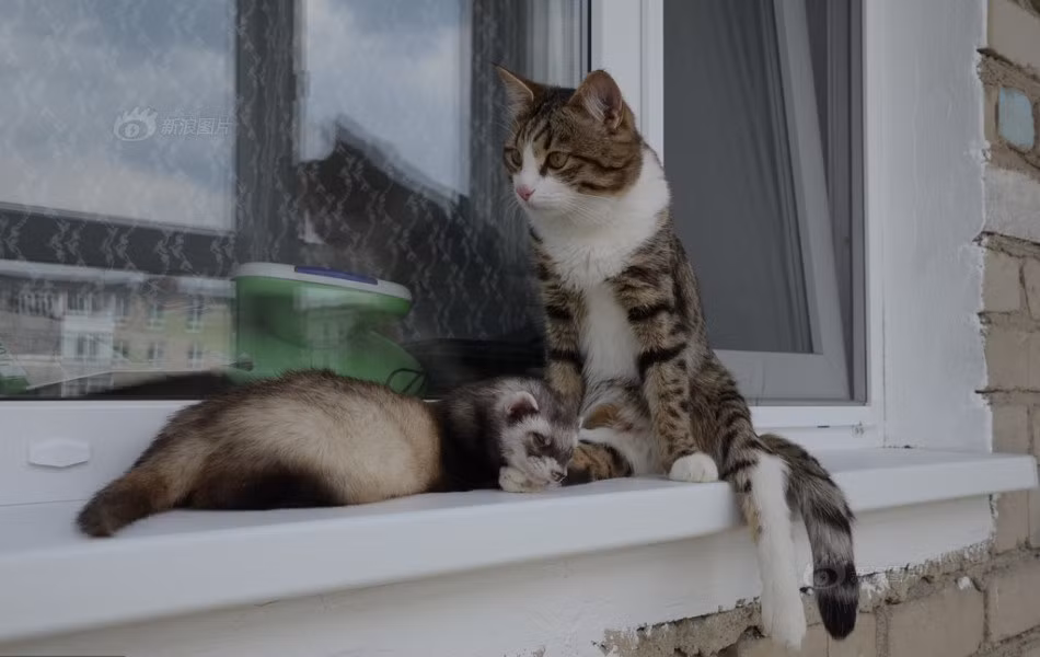 Chỉ có điều chú mèo lanh lẹ đã không còn có thể nhảy thoăn thoắt từ bệ cao này sang bệ cao khác, việc leo trèo cũng hoàn toàn bất khả thi. Đôi khi, chủ nhân của Rexie vẫn thấy ánh mắt trầm buồn của chú mèo đáng thương khi phải nhờ đến chủ nhân giúp đỡ, chú mèo mới có thể lại được ngồi trên bậu cửa sổ ưa thích. (Nguồn Sina)