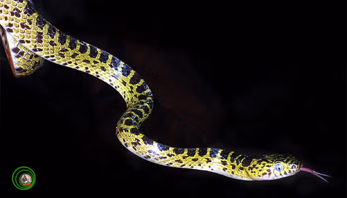 Nổi danh bởi những lần xuất chiêu nhanh như điện giật của mình, Dinodon meridionale được phong là ông vua tốc độ trong các loài rắn.