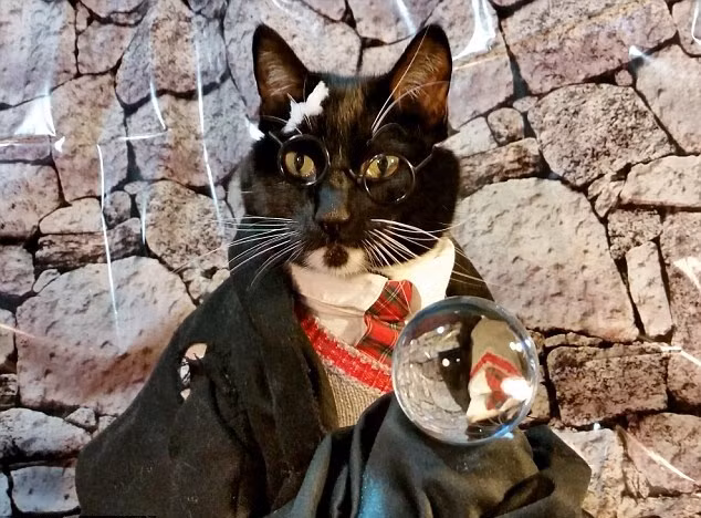 Người hâm mộ của Nak và Fawkes luôn luôn thích thú với những hình ảnh cosplay của đôi mèo. Họ mong ngóng những bức ảnh mới của Nak và Fawkes và luôn ủng hộ sở thích của Nathan, chủ nhân của đôi mèo nổi tiếng. (Nguồn Dailymail)