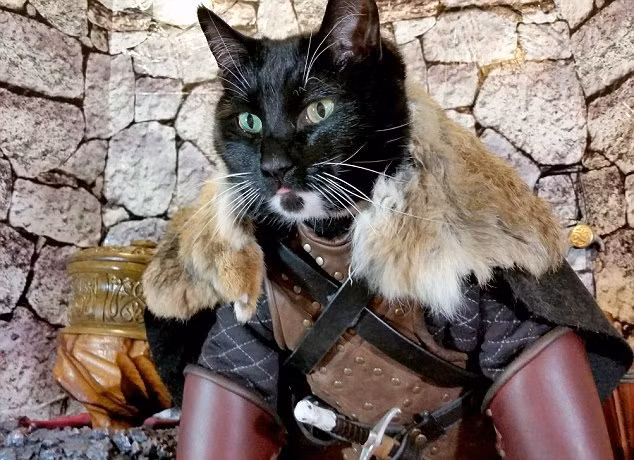 Nak và Fawkes là hai chú mèo đáng yêu thuộc sở hữu của một người cực kỳ yêu thích đồ cosplay và thiết kế đồ cosplay. Chính vì thế, hai chú mèo này được "hưởng sái", trở nên nổi tiếng với những bộ đồ cosplay được làm hoàn toàn bằng tay vô cùng ấn tượng. (Nguồn Dailymail)