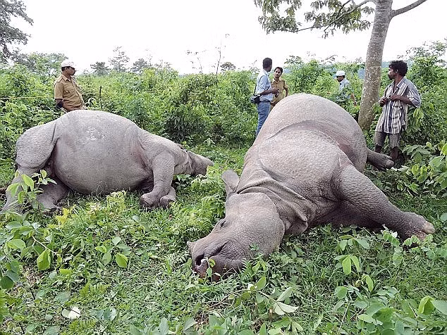 Te giac An Do chet tham vi dam tu choi giao phoi-Hinh-2