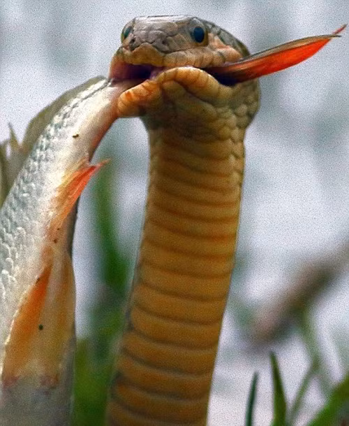 Khi nhìn thấy một con rắn trườn nhanh về phía mình, nhiếp ảnh gia Chandrashekhar Shirur đã có chút hoảng sợ nhưng ngay sau đó, anh nhận ra đây là một con rắn nước săn cá, hoàn toàn không có nọc độc, không thể gây nguy hiểm cho con người.