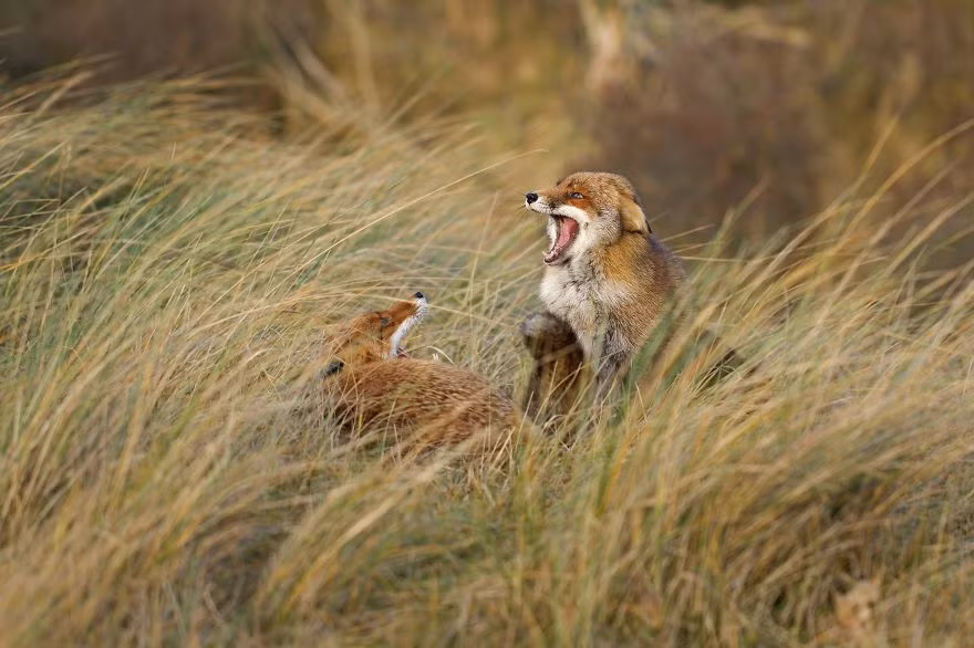 Màn tranh chấp có nguy cơ phải giải quyết bằng bạo lực của cáo đỏ. (Nguồn Bored Panda)