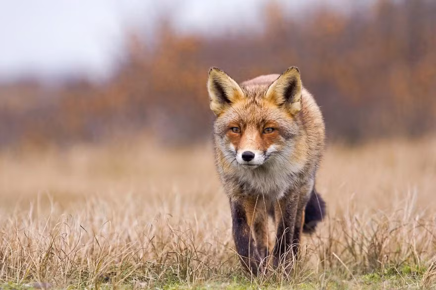 Con cáo đỏ này đã hoàn toàn chìm đắm trong sự tập trung cao độ của mình, ánh mắt của nó khóa chặt vào con mồi đang mất cảnh giác phía trước. (Nguồn Bored Panda)
