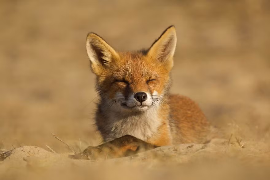 Qua loạt ảnh của nhiếp ảnh gia Laurens De Haas, loài cáo đỏ dường như được gỡ bỏ những tiếng xấu không đáng có. Chúng vui vẻ, hòa đồng, tự do tự tại sống cuộc sống của riêng mình. (Nguồn Bored Panda)